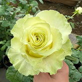 Jutta Rose
